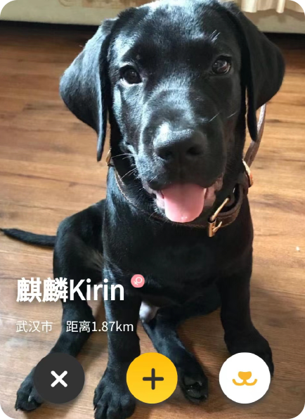 宠步+小程序