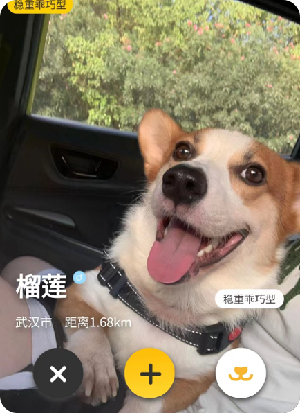 宠步+小程序