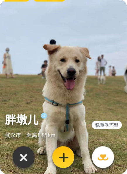 宠步+小程序