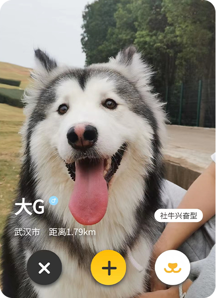 宠步+小程序